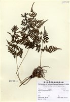 藏品(細葉蹄蓋蕨)的圖片